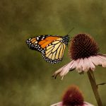 黄色成人网站 8mqgwxy3iv